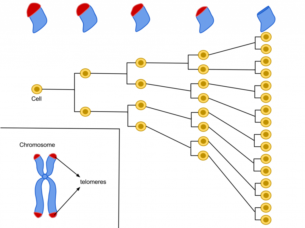 Blog 1 Hayflick Limit