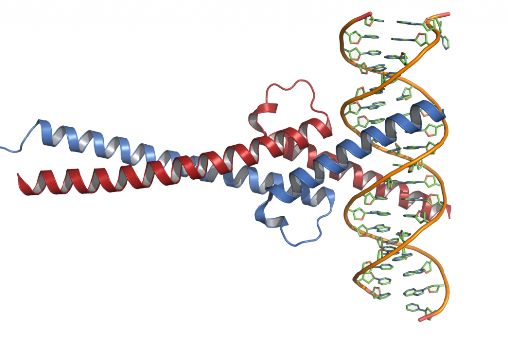 c-MYC DNA Complex https://upload.wikimedia.org/wikipedia/commons/a/af/C-Myc-DNA_complex.png - Credit: AbsturZ at en.wikipedia