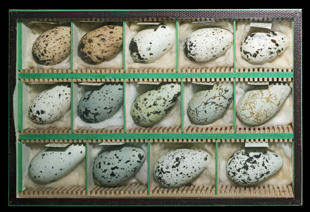 https://en.wikipedia.org/wiki/Egg#Fish_and_amphibian_eggs