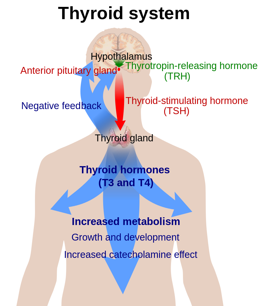 Thyroid Hormone Regulation. Wikipedia; Labelled for reuse
