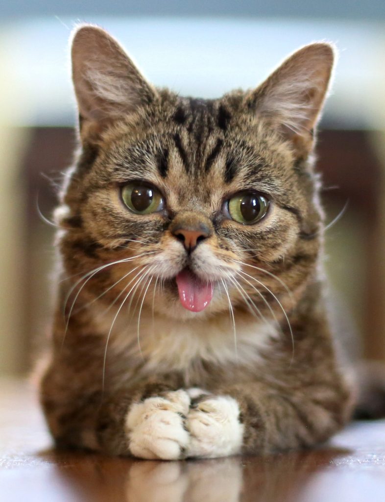 Iamlilbub