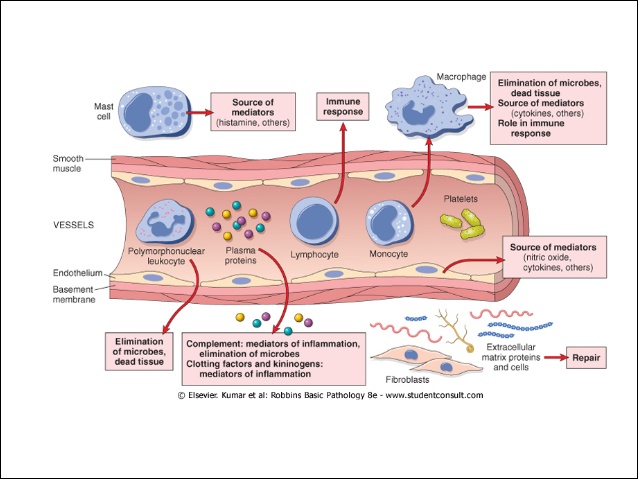 Chronic Inflammation: Understanding that Burning Feeling – BIOL312