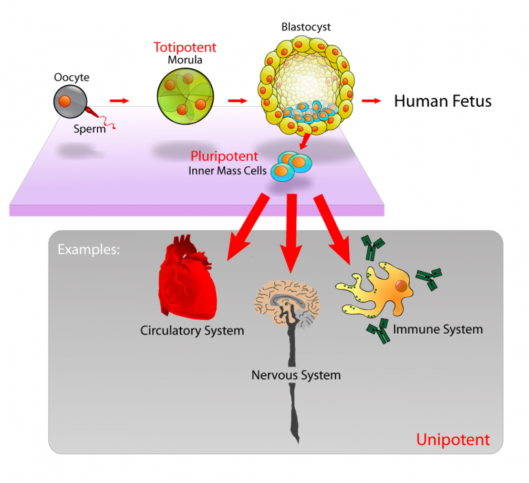Human Endogenous Retroviruses Ancient Enemy Modern Friend Biol312 Human Endogenous Retroviruses Ancient Enemy Modern Friend Biol312