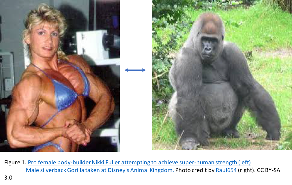 gorilla on steroids