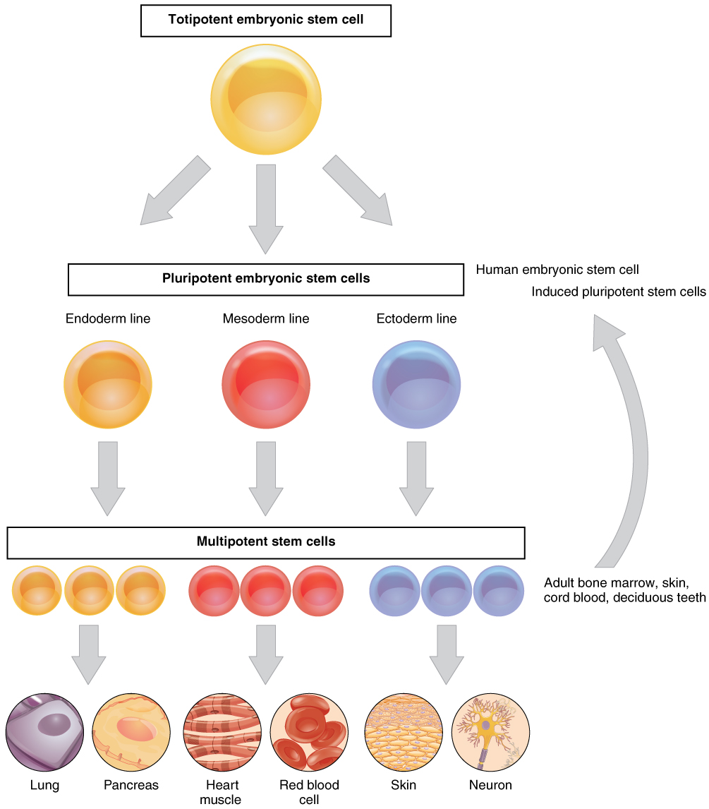 pluripotent and totipotent