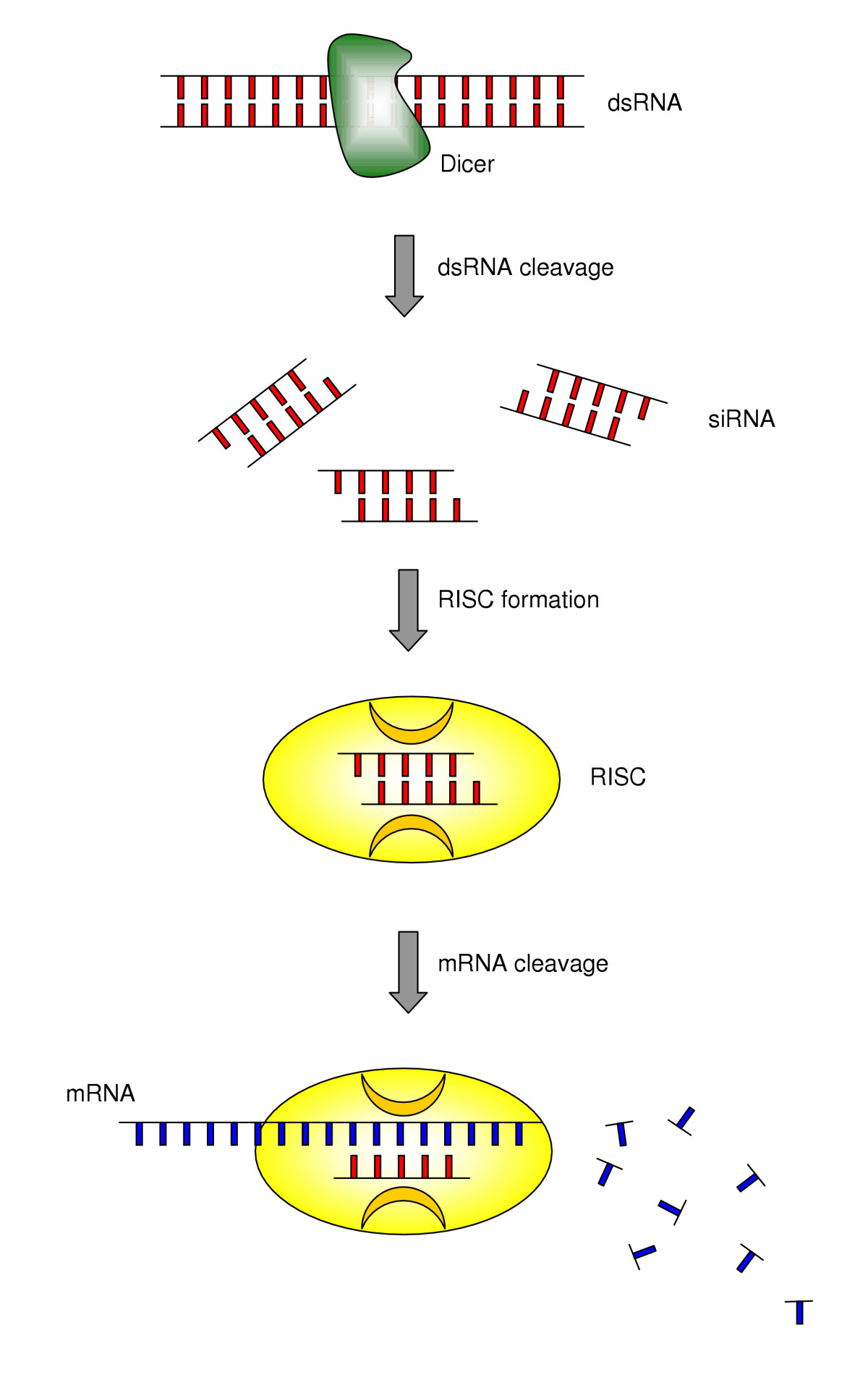 Using Small Interfering RNA for Treating Alzheimer’s Disease – BIOL312 ...