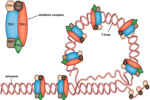 The Fountain of Youth: Is Physical Activity the Key to Slow Cellular ...