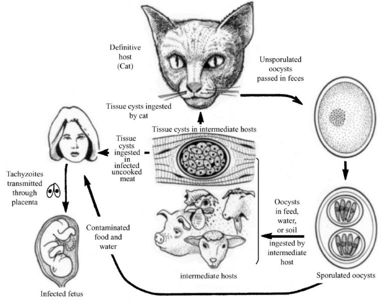 How Your Immune System is Keeping You Safe from Your Cats Taxoplasma
