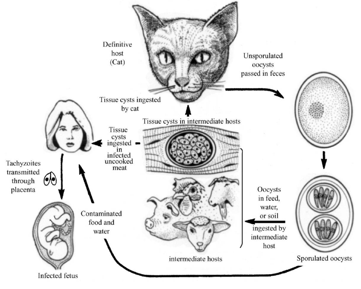 How Your Immune System is Keeping You Safe from Your Cats Taxoplasma