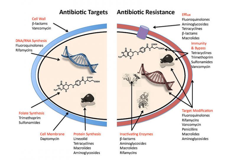How We Created Superbugs Biol312 Unbc Molecular Cell Physiology