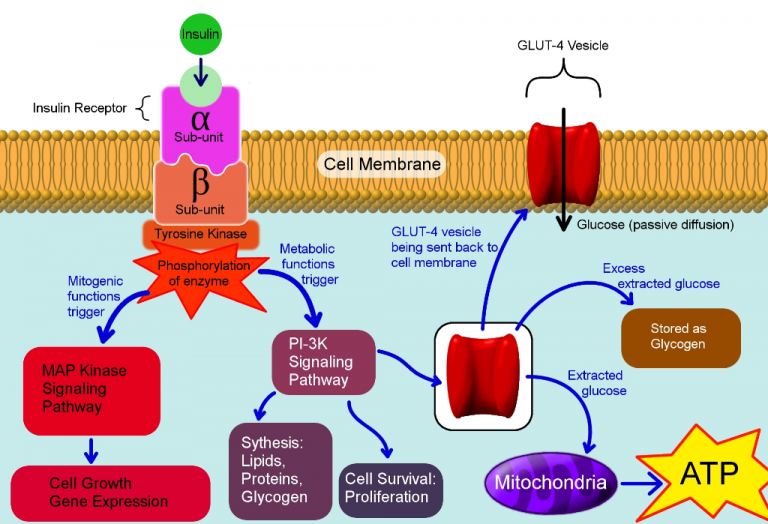Stem Cell Transplants for Type I Diabetes BIOL312 UNBC Molecular